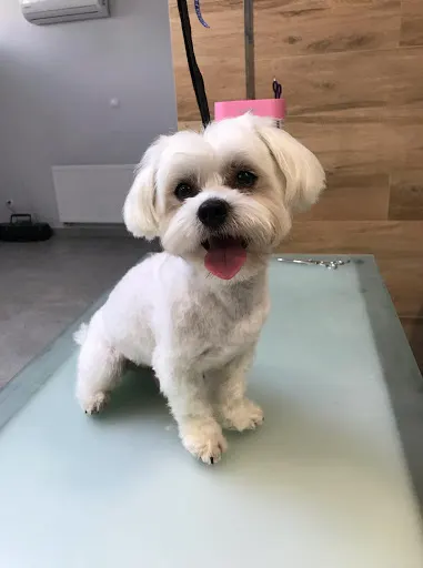 Salon Pielęgnacji Psów Alfagroom